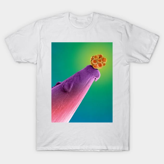 16-cell human embryo on a pin, SEM (P680/0396) T-Shirt by SciencePhoto